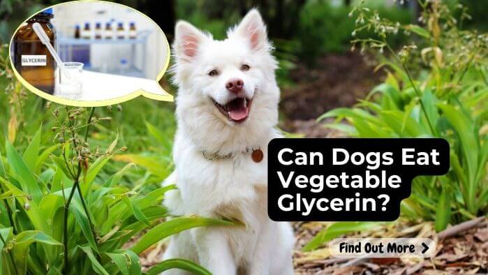 Can Dogs Eat Vegetable Glycerin