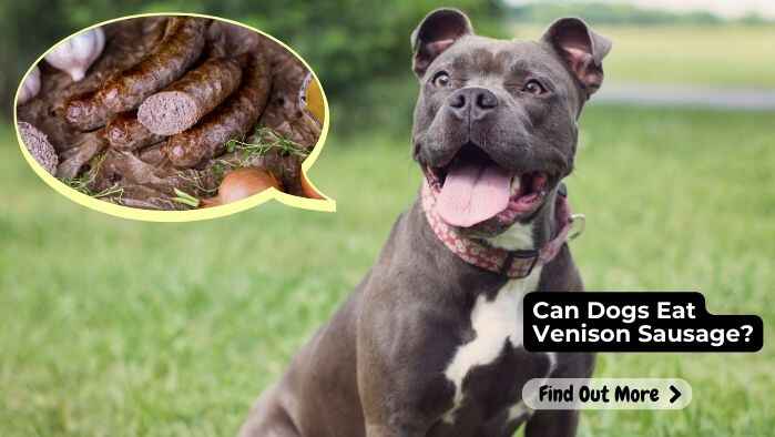 Can Dogs Eat Venison Sausage