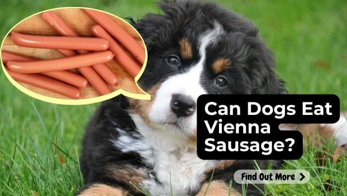 Can Dogs Eat Vienna Sausage