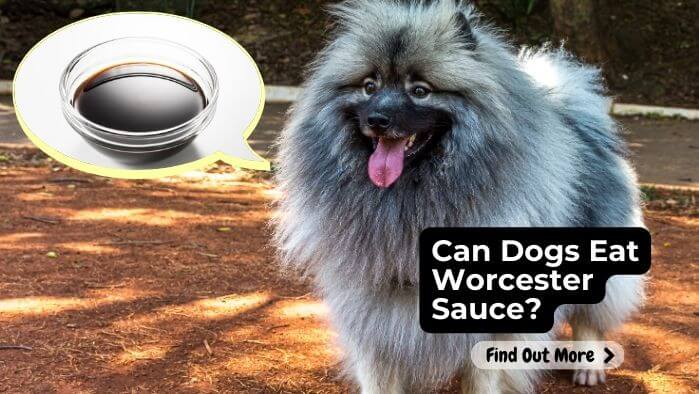 Can Dogs Eat Worcester Sauce