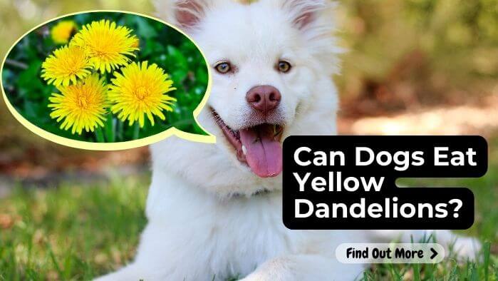 Can Dogs Eat Yellow Dandelions