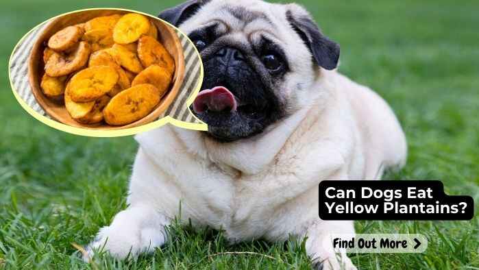 Can Dogs Eat Yellow Plantains