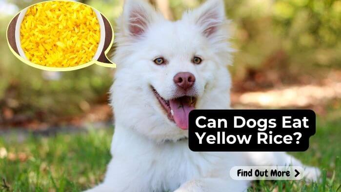 Can Dogs Eat Yellow Rice