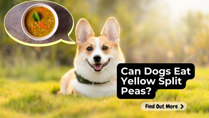 Can Dogs Safely Eat Yellow Split Peas?