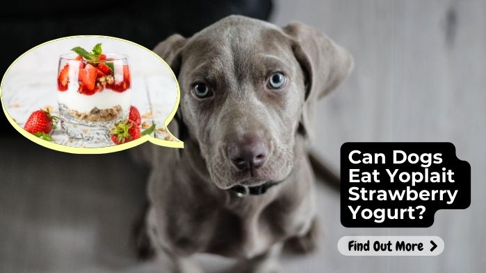 Can Dogs Eat Yoplait Strawberry Yogurt