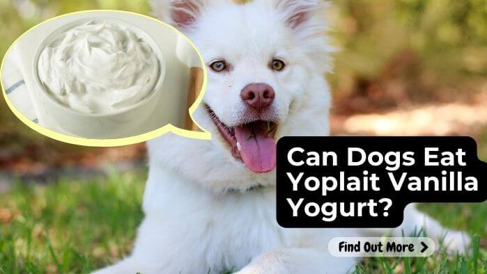 Can Dogs Eat Yoplait Vanilla Yogurt