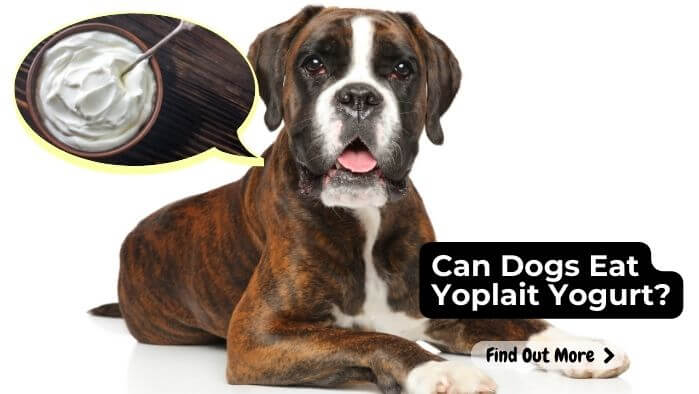 Can Dogs Eat Yoplait Yogurt