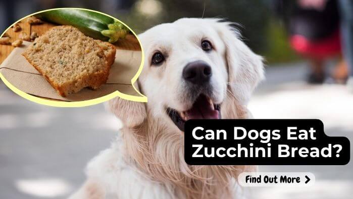 Can Dogs Eat Zucchini Bread?