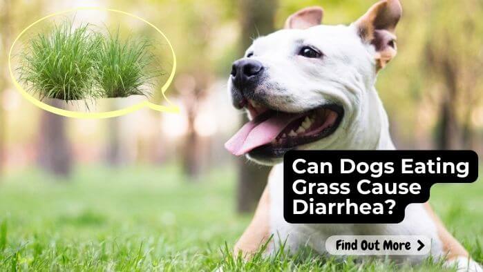 Can Dogs Eating Grass Cause Diarrhea