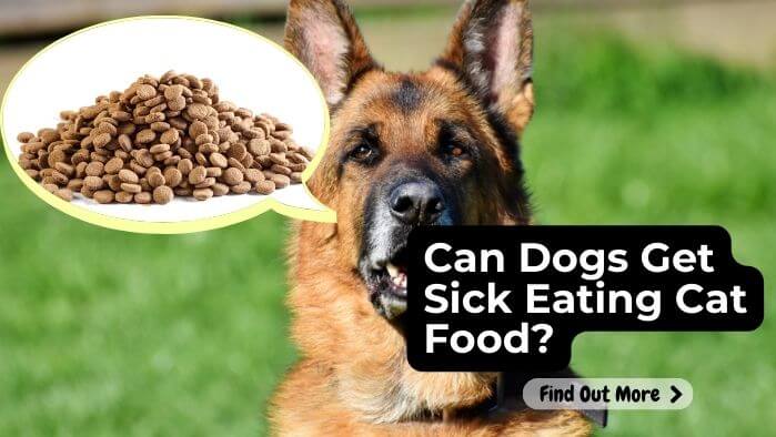 Can Dogs Get Sick Eating Cat Food