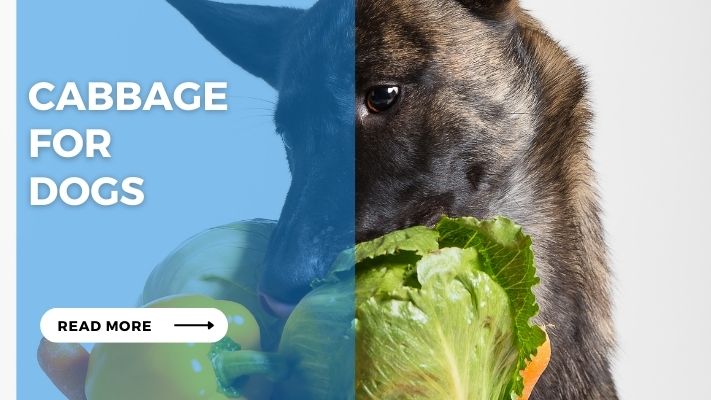 Can Dogs Have Cabbage