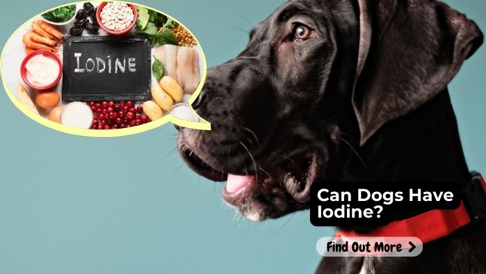 Can Dogs Have Iodine