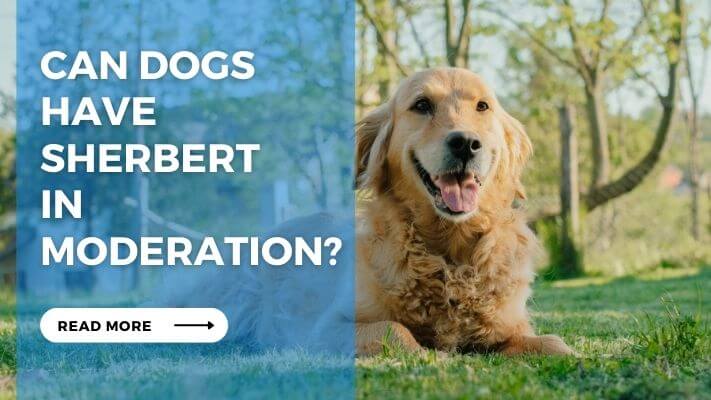 Can Dogs Have Sherbert in Moderation