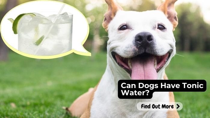 Can Dogs Have Tonic Water