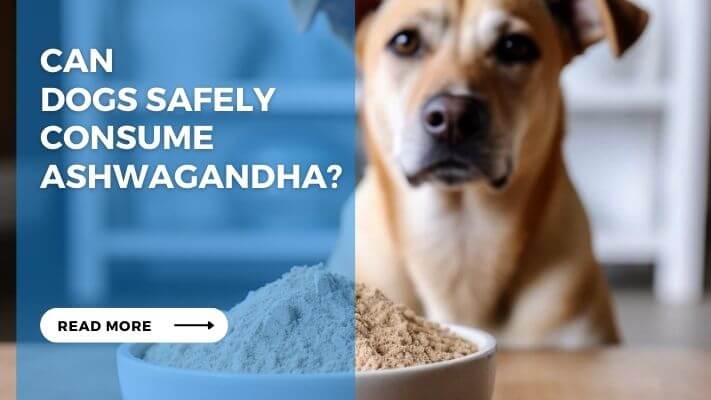 Can Dogs Safely Consume Ashwagandha