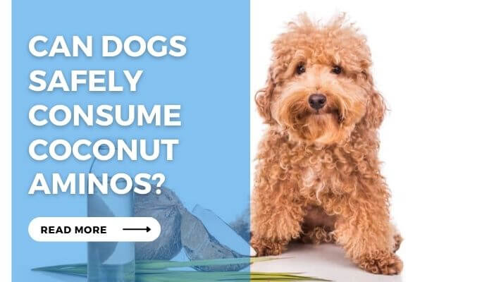 Can Dogs Safely Consume Coconut Aminos