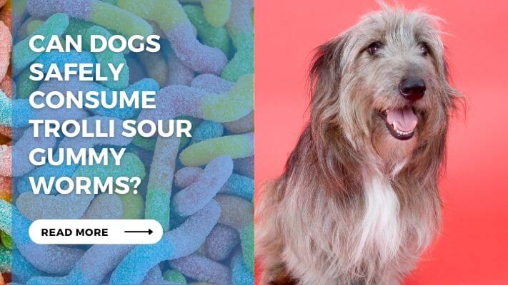 Can Dogs Safely Consume Trolli Sour Gummy Worms