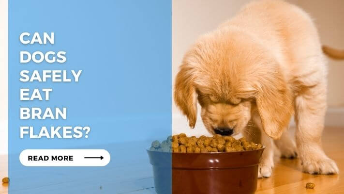 Can Dogs Safely Eat Bran Flakes