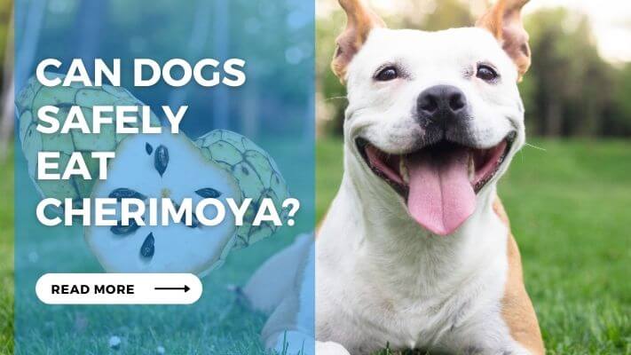 Can Dogs Safely Eat Cherimoya