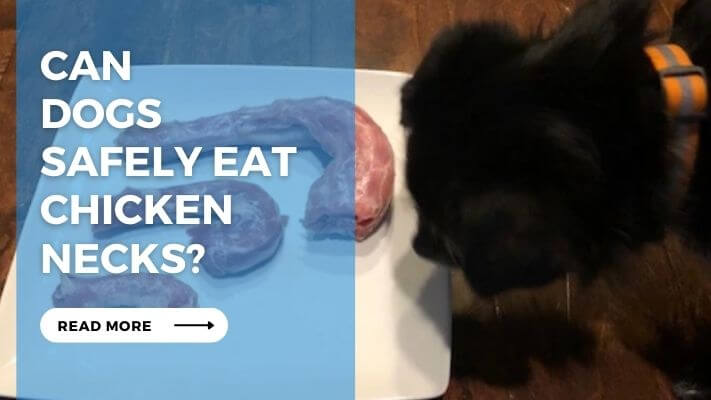 Can Dogs Safely Eat Chicken Necks