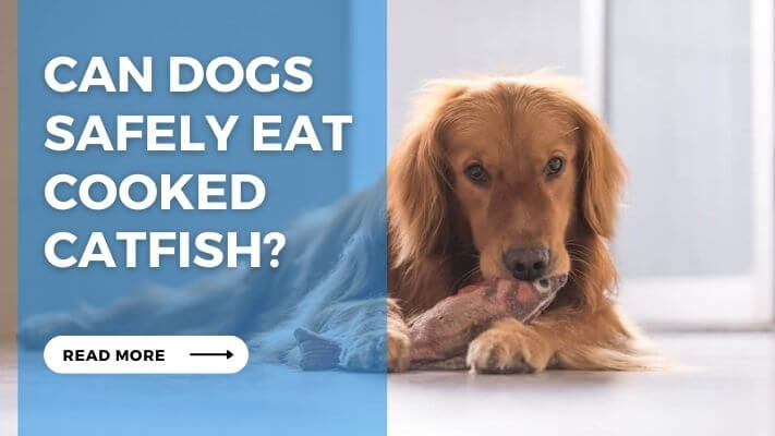 Can Dogs Safely Eat Cooked Catfish