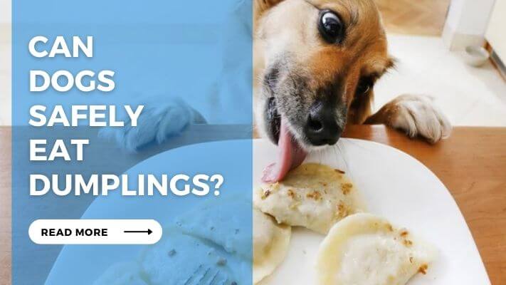 Can Dogs Safely Eat Dumplings