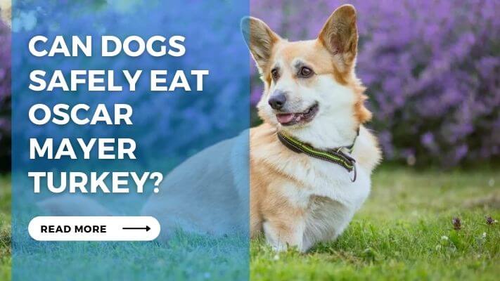 Can Dogs Safely Eat Oscar Mayer Turkey?