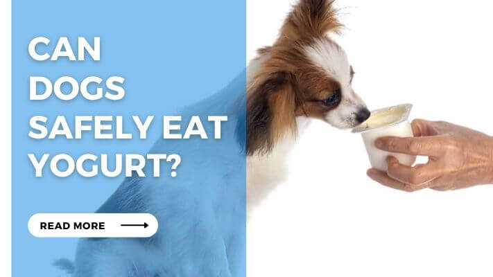 Can Dogs Safely Eat Yogurt