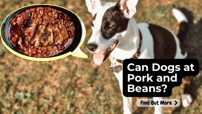 Can Dogs at Pork and Beans