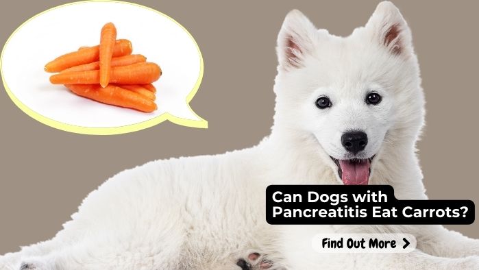 Can Dogs with Pancreatitis Eat Carrots