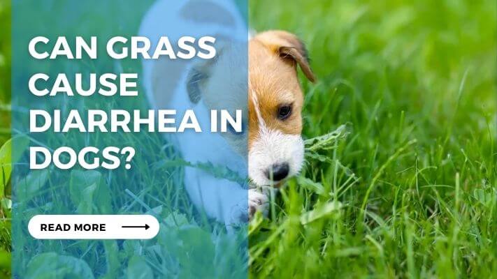 Can Grass Cause Diarrhea in Dogs