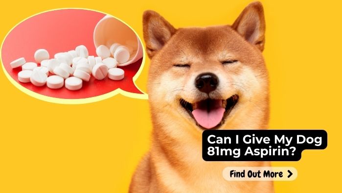 Can I Give My Dog 81mg Aspirin