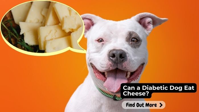 Can a Diabetic Dog Eat Cheese