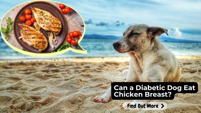 Can a Diabetic Dog Eat Chicken Breast