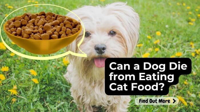 Can a Dog Die from Eating Cat Food