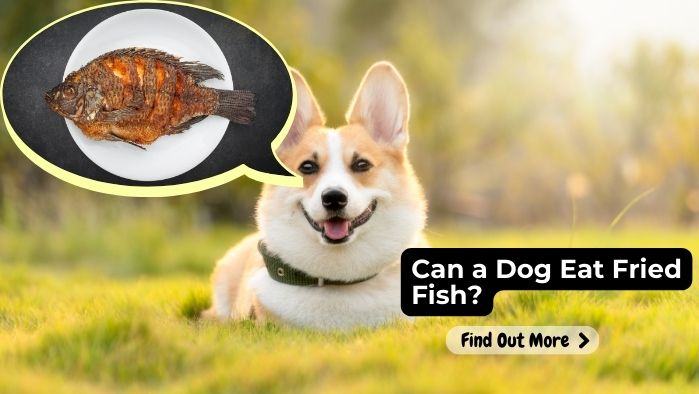 Can a Dog Eat Fried Fish