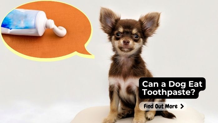 Can a Dog Eat Toothpaste