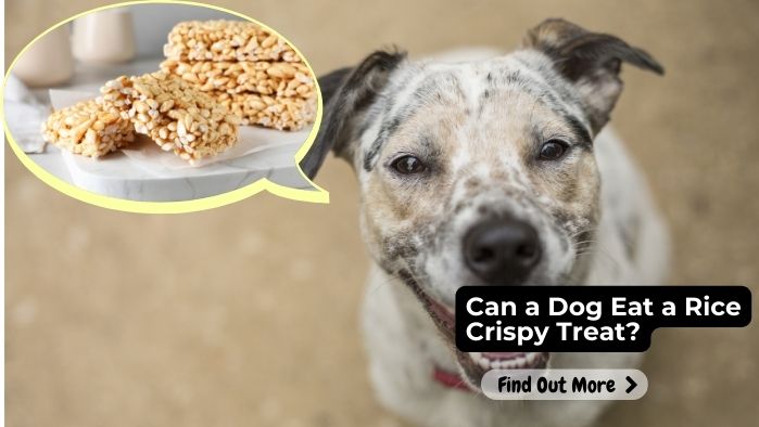 Can a Dog Eat a Rice Crispy Treat
