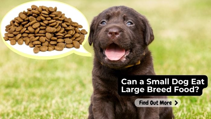 Can a Small Dog Eat Large Breed Food
