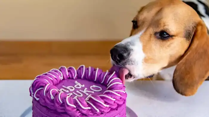 Can dogs eat cake icing