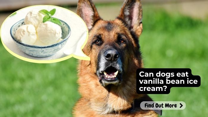 Can dogs eat vanilla bean ice cream