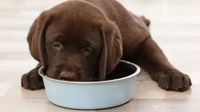 Can Dogs Eat Whey Protein?