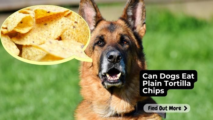 Can Dogs Eat Plain Tortilla Chips