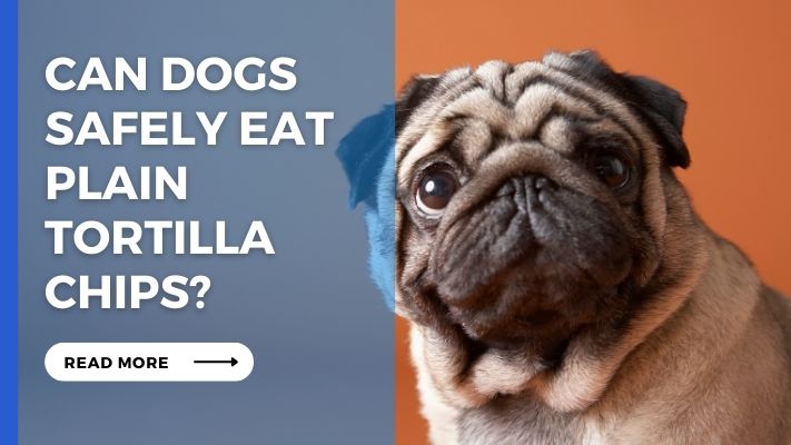 Can Dogs Safely Eat Plain Tortilla Chips