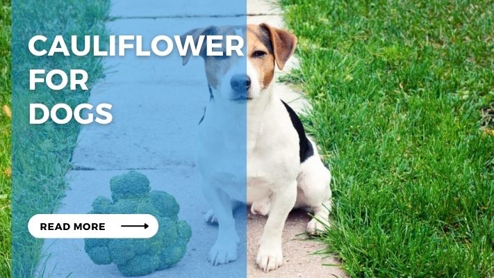 Cauliflower for  Dogs