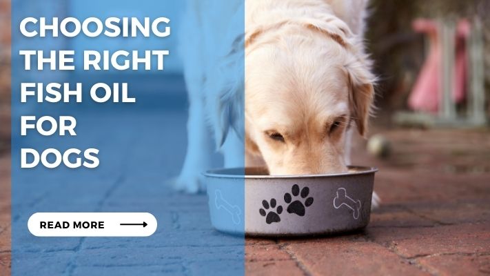 Choosing the Right Fish Oil for Dogs