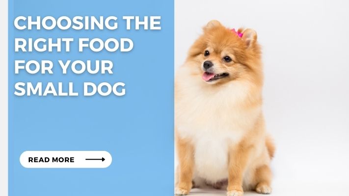 Choosing the Right Food for Your Small Dog