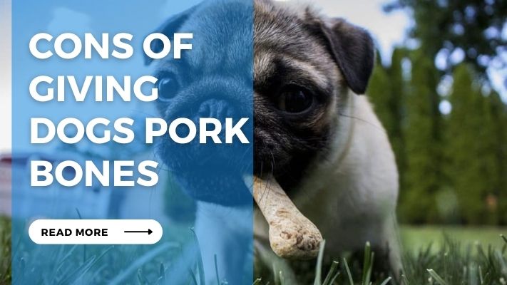 Cons of Giving  Dogs Pork Bones