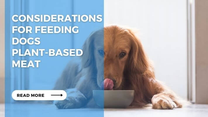 Considerations for Feeding Dogs Plant-Based Meat