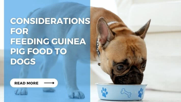 Considerations for Feeding Guinea Pig Food to Dogs